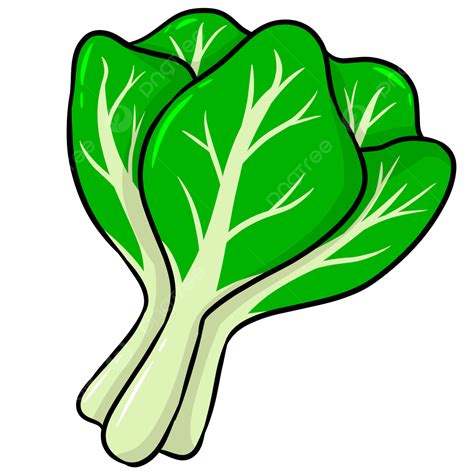 pechay picture drawing|Vegetables Clipart Petchay .